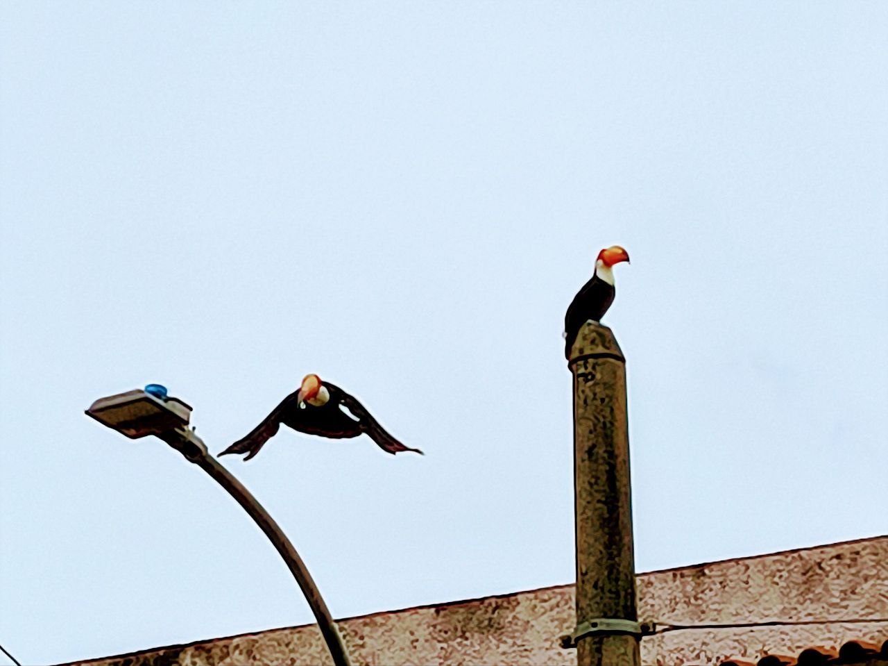 Sobre Gestão de Tempo e&nbsp;Tucanos