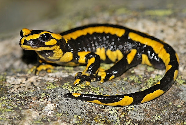 Assumir logo a própria&nbsp;magia…